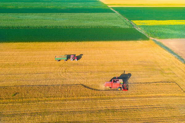 Aerial image of harvest in wheat field