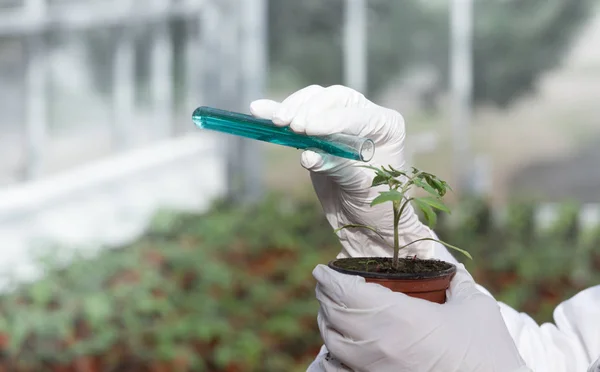 Biologe gießt Chemikalien mit Sprossen in Topf — Stockfoto