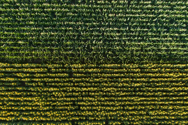 Sunflower and corn field — Stock Photo, Image