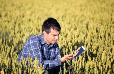 Çiftçi tablet yeşil buğday alanı ile