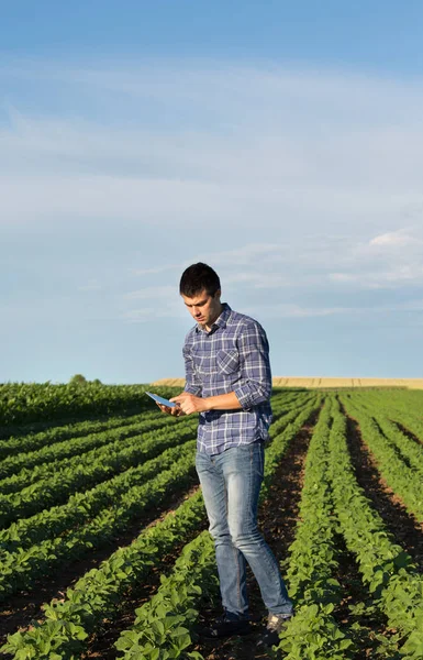 Agricultor con tableta en campo de soja — Foto de Stock