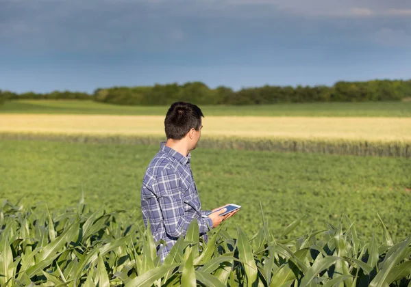 Agricultor com tablet no campo de milho — Fotografia de Stock