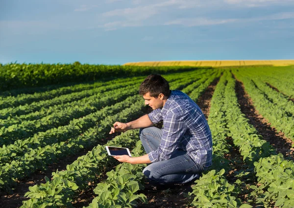 Agricultor con tableta en campo de soja — Foto de Stock