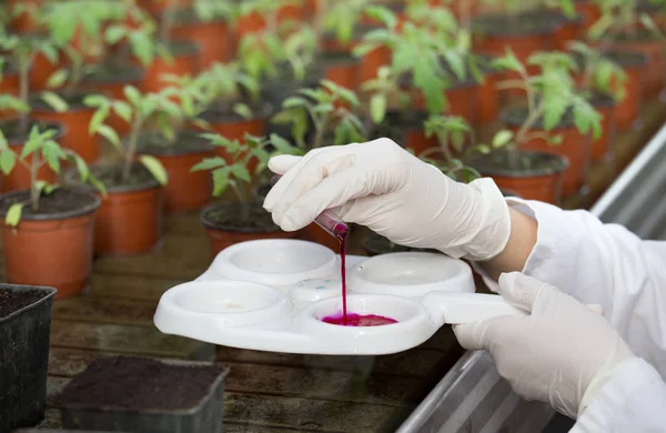 Biologo che lavora con prodotti chimici e germogli in serra — Foto Stock