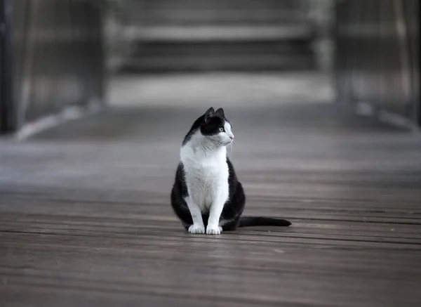 Siyah ve beyaz kedi outoor — Stok fotoğraf