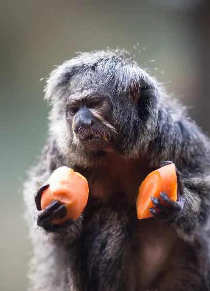 Monk Saki monkey — Stock Photo, Image