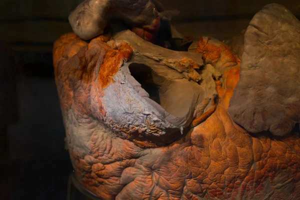 Heart of whale — Stock Photo, Image