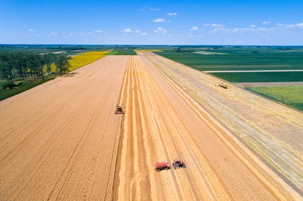buğday alanında hasat