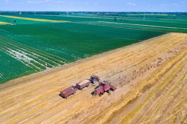 Урожай на пшеничном поле — стоковое фото