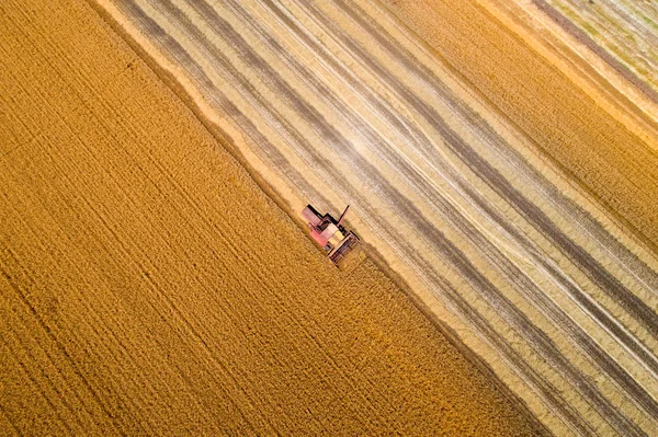 Colheita no campo de trigo — Fotografia de Stock