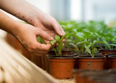 Lahanası çiçek tencereye holding insan eller