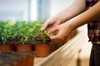 Lahanası çiçek tencereye holding insan eller