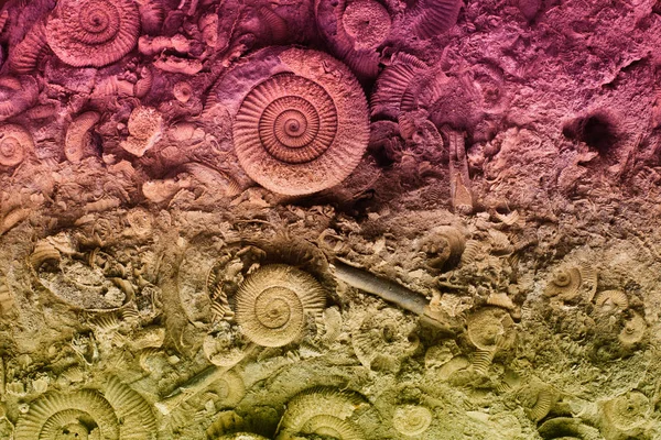Fosiller kaya — Stok fotoğraf