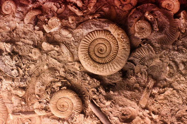 Fossiles dans la roche — Photo