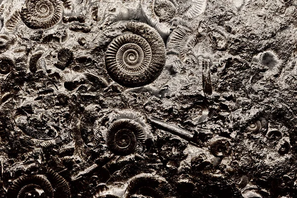 Fossilien im Gestein — Stockfoto
