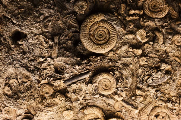 Fossilien im Gestein — Stockfoto