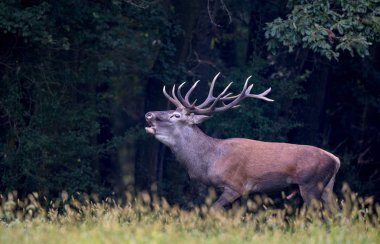 Kızıl ormanda kükreyen geyik