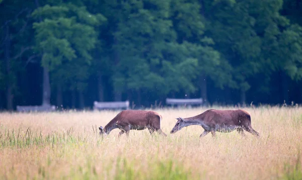 Hinden gehen auf Wiese — Stockfoto