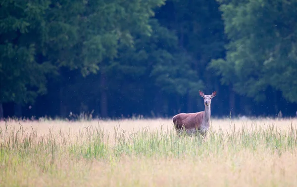 Hind walking on meadow — Stock Photo, Image