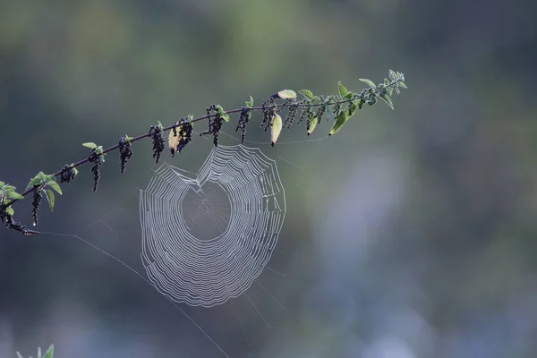 Spinnenweb op tak — Stockfoto
