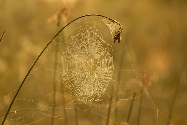 Spinnenweb op tak — Stockfoto