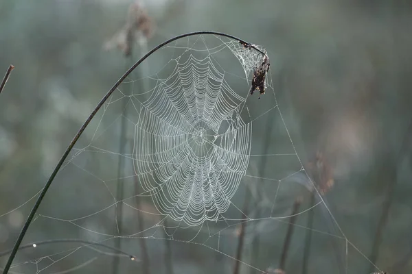 Web Spider pe ramură — Fotografie, imagine de stoc
