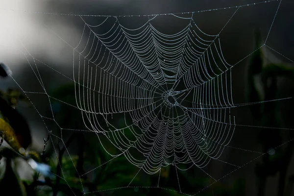 Spider's web met dauw — Stockfoto