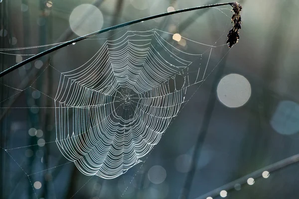 Spinnenweb op tak — Stockfoto