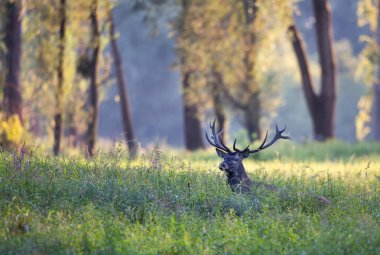 Kızıl geyik çim yalan