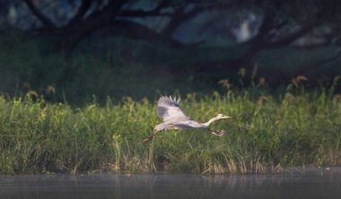 Gri balıkçıl su üzerinde uçan