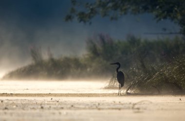 Gri balıkçıl ayakta kıyısında şafak