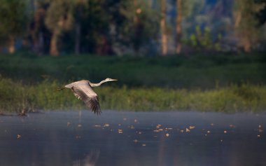 Gri balıkçıl su üzerinde uçan