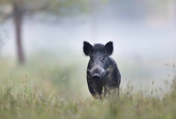 Yaban domuzu siste — Stok fotoğraf