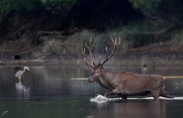 Red deer chůze v mělké vodě — Stock fotografie