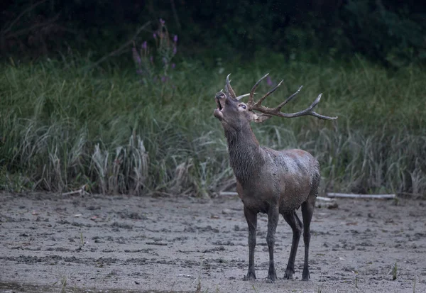 Cervo rosso ruggisce nella foresta — Foto Stock