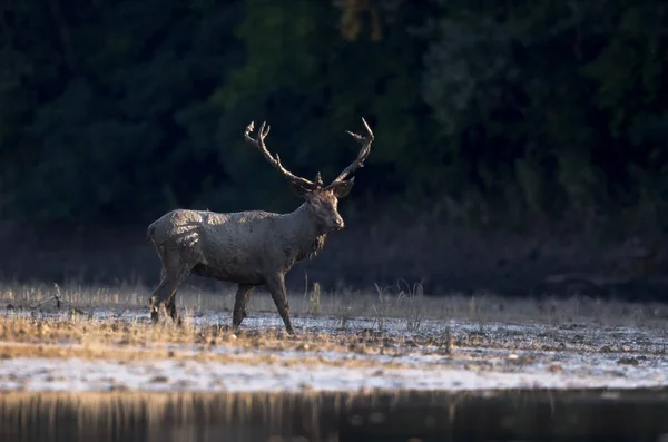 Cerf rouge marchant dans la forêt — Photo