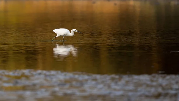 Petit héron blanc debout dans l'eau — Photo