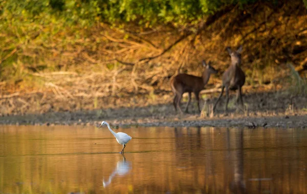 Silberreiher steht im Wasser — Stockfoto