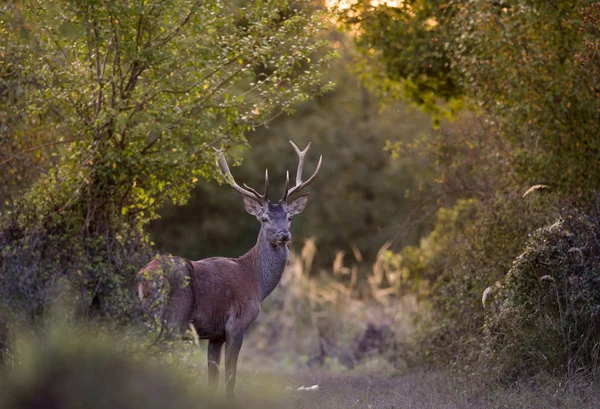 Красный олень в лесу — стоковое фото
