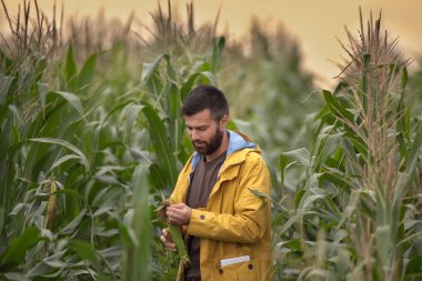Mısır tarlasında çiftçi
