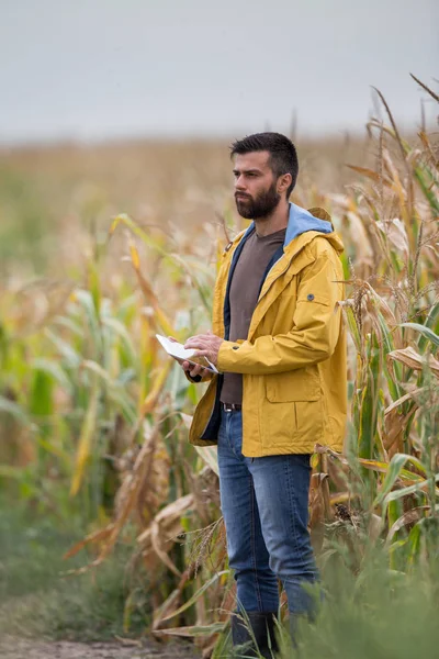 Agricultor con tableta en campo de maíz —  Fotos de Stock