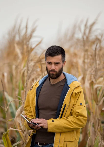 Agricultor com tablet no campo de milho — Fotografia de Stock