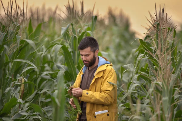 Agricultor em campo de milho — Fotografia de Stock