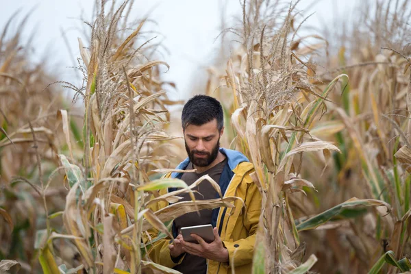 Фермер з таблетками в кукурудзяному полі — стокове фото