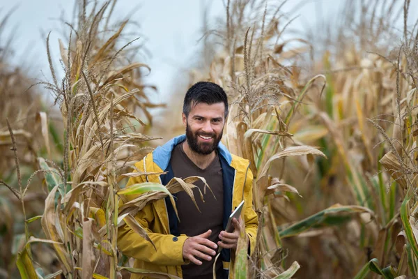 Rolnik z tabletu w polu kukurydzy — Zdjęcie stockowe