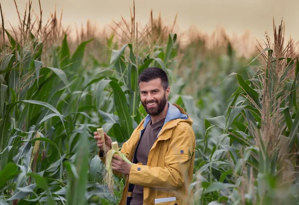 Agricultor en campo de maíz —  Fotos de Stock