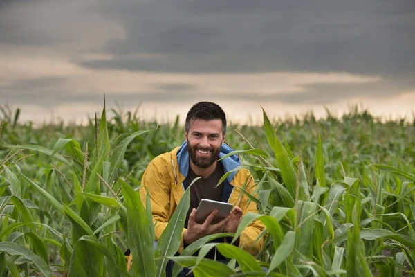 Agricultor em campo de milho — Fotografia de Stock