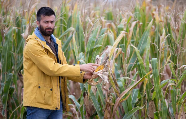 Landwirt zeigt Maiskolben mit Krankheit — Stockfoto