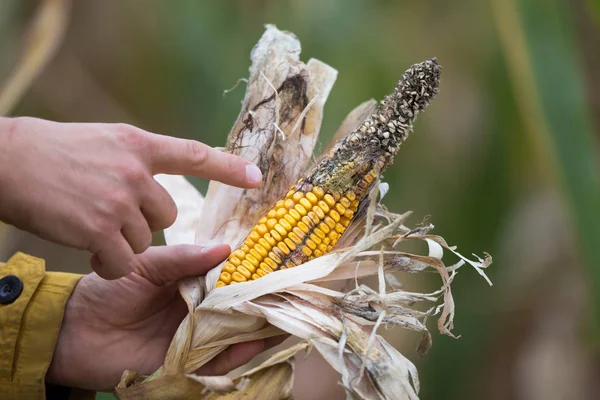 Фермер держит кукурузу с болезнями — стоковое фото