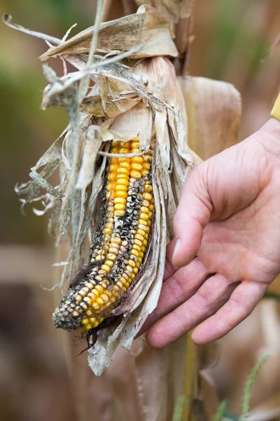 Landwirt hält Mais mit Krankheit — Stockfoto